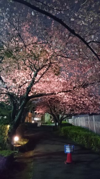 都市農業公園の五色桜まつり