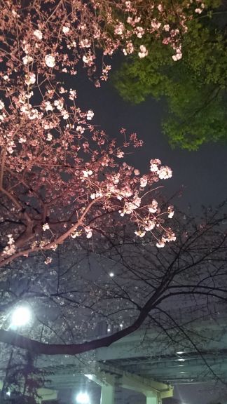 都市農業公園の五色桜まつり