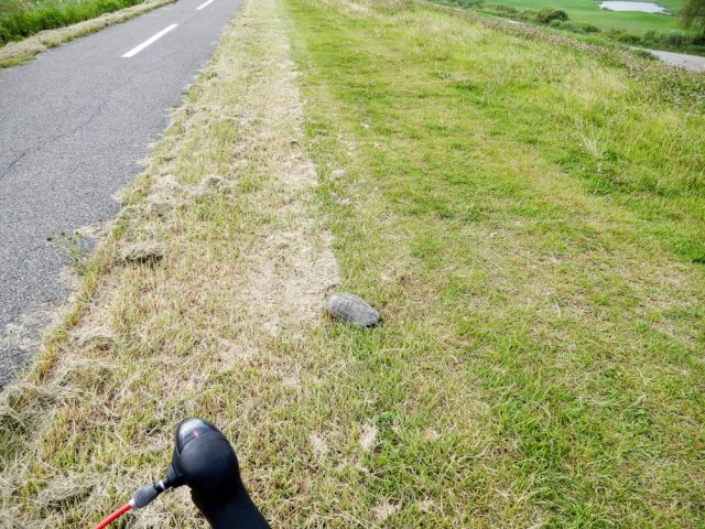 江戸川サイクリングロード 亀