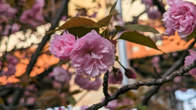 葛飾区1周ライドしてきました　都市農業公園　八重桜