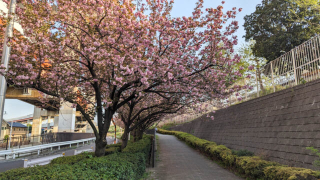 葛飾区1周ライドしてきました　都市農業公園　八重桜