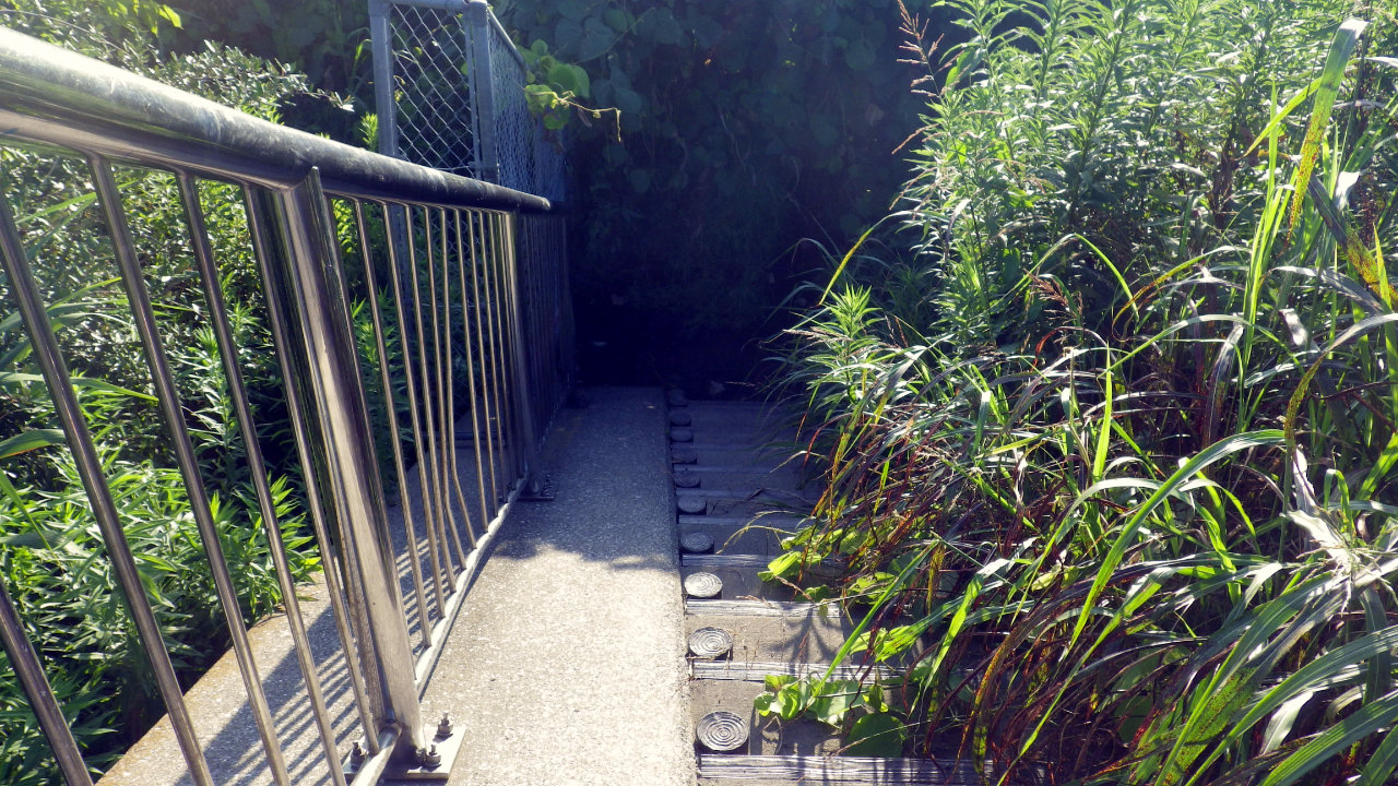 久しぶりに葛西臨海公園までサイクリングしてきました
